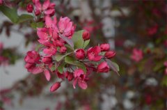 春花朵朵  “秀”出满园春色